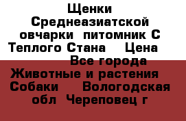 Щенки Среднеазиатской овчарки (питомник С Теплого Стана) › Цена ­ 20 000 - Все города Животные и растения » Собаки   . Вологодская обл.,Череповец г.